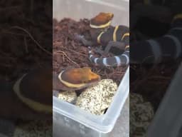 A very special cave gecko