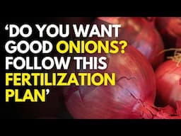 Bulb Onions Farming In Kenya: Best Onion Fertilization Schedule 2025