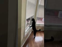 Our Black Cat Is Always Trying To Escape