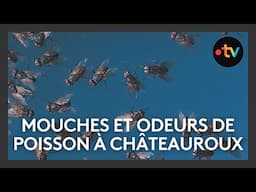 Mouches et odeur de poisson pourri dans un quartier de Châteauroux
