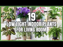 19 Best Low Light Living Room Plants | Indoor Plants for Living Room | Plant and Planting