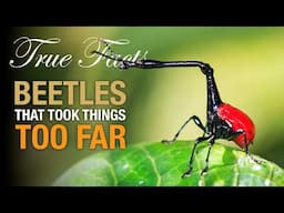True Facts: Beetles That Took Things Too Far