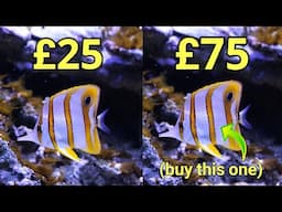 25 Things Your LFS Wishes You Knew | The Prestige Reef Dork Show Ep 90