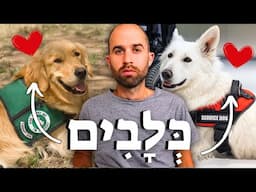Dogs in Israel’s War: Therapy & Unbreakable Bonds  || Why Is a Dog Called "Kelev" in Hebrew?