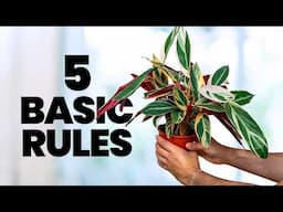 If I Just Bought My First Plant, I'd Do This
