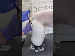Legs Grooming #bichonfrise #asianstyle #doggroomingtips
