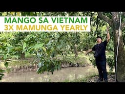 Experience the Joy of Mango Farming in Vietnam, Three Amazing Harvest Season Yearly!