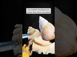How do snails grow their shells?