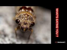 What's eating you? Danger in small the details in Asia. Some bugs are a nightmare