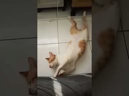 calming cat #cat #kucing #catlovers #catlife #cutecat #meow #kitty #pets #animals