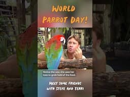 Celebrate these beautiful birds | World Parrot Day