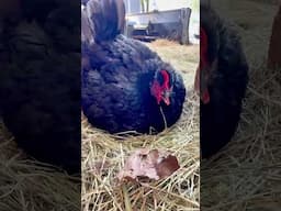 A Peace Offering for my CRAZY Chicken!