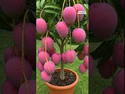 Miyazaki Mango, World's Most Expensive Mango #mango #mangofarming
