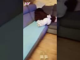 Little dog goes crazy watching greyhound races! 🐶🔥