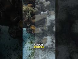 👀 New COLOR Profiles on The Insta360 Ace Pro 2 #underwater #insta360 #scuba
