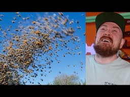 A Truck Crash Just Released 250 Million Bees