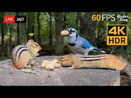🔴 24/7 LIVE: Cat TV for Cats to Watch 😺 Unpredictable Birds Chipmunks and Squirrels 4K Cat Games