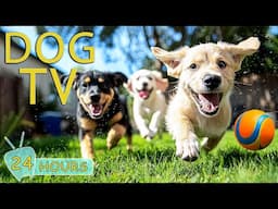 DOG TV: Ultimate Video Entertaining for Dogs to Watch When Home Alone - Funny All Day Music for Dogs
