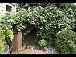 My Organic Fertilizer Routine Through the Seasons (What Really Works)