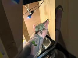 All positives bonding with my rhino iguana! #reptiles #iguana #lizard #fyp