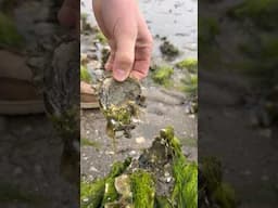 South Carolina Oyster Experience