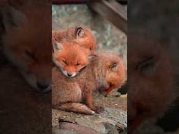 Survival Secrets: Foxes and the Sea's Bounty