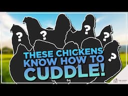 8 Most Popular Lap Chicken Breeds