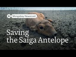 How a prize-winning project brought saiga antelope back from the brink