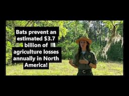 Rafinesque Big-Eared Bats at Hampton Plantation