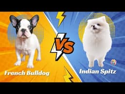 The Truth About French Bulldog vs Indian Spitz