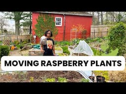 How to Grow Raspberry at Home! | Moving Raspberry Bushes | Growing Raspberries In Raised Beds