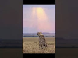 Photographing beautiful Cheetahs on the Masai Mara! #cheetah #safari #wildlife #wildlifephotography