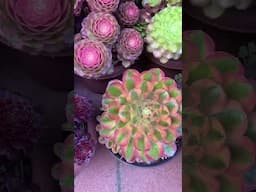 A new day in my garden