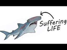 Why It Sucks To Be a Hammerhead Shark (built different… in the worst way)