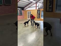 Kissing 😘 Cousins In Action! Dobermans "Glo & Jeaux"  7 & 8 Mo's Old Putting On A Talent Show PDS