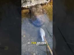 Qué Animal es Este 😨