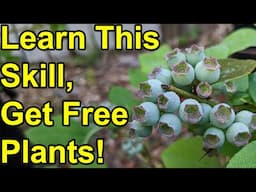 Learn This Skill & Get Free Plants (Permaculture Blueberry Propagation)