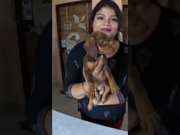 Cheapest Dog #shortvideo #shortvideo #doglover #shortvideo #youtubeshorts