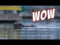 Wildlife Photography at Its Best: Otter Mom & Pup in Epic Snowfall