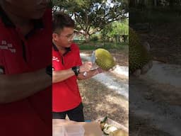 Durian, the king of fruits you have to eat when you go to Malacca!!!