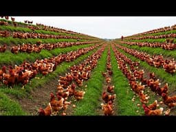 Millions Of Free Range Chickens Raised And Billions Of Eggs Harvested   Chicken Farm