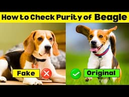 How to Check Purity Of Beagle Puppy ✅ | How to Check Quality Of Beagle Puppy