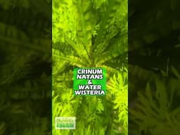 Crinum Natans & Water Wisteria (Aquarium Plants For Sale)