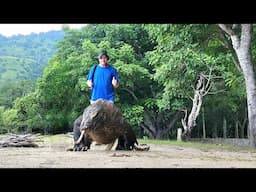 Komodo, Pt II. Komodo Dragons,  Manta Rays, etc. March 2025