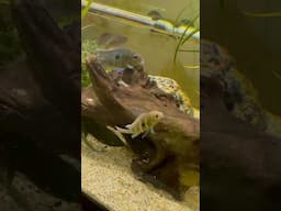 Red head Tapajos doing the community tank spawning shuffle 😆