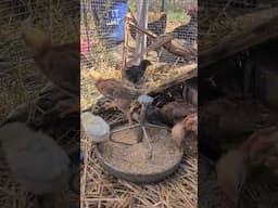 Baby Chickens are Enjoying their New Coop. #chicken #homestead #garden