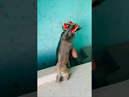 Babu eating watermelon so cute video #funny #monkeychallenge #funnyclip #monkeyclip