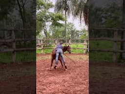 Jeffrey's Method with a Quarter horse Colt #horsetraining  #equestrian #horsemanship