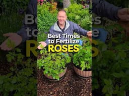 The Truth About Fertilizing Roses Nobody Tells You