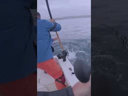 White seabass takedown